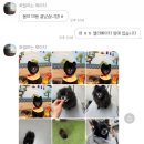 댕스미스 애견미용 이미지