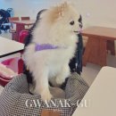 꼬마애견 | 신림카페 꼬마다방 신림애견카페 유모차 대여 가능한 신림역카페 후기