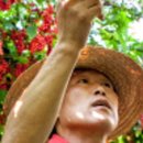 세화문경약돌한우 이미지