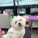 레몬이네 그루밍샵 이미지