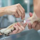 로로동물의료센터 이미지