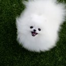 린치텐 네이버블로그