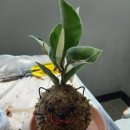 그림책 원예테라피 이미지