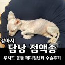 잘하는 동물메디컬센터 | 강아지 담낭 점액종 - 루시드동물메디컬센터 수술후기