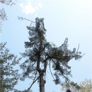 풍산임업