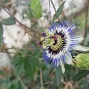 봉황농장 이미지