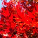 사선대농장 이미지