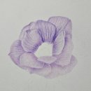 꽃그림 보타니컬 색연필화 | 아네모네 보라색 꽃 그림/ 보태니컬아트 색연필화
