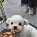 캄애견미용학원 네이버블로그