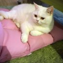 달과고양이 이미지