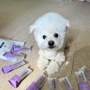 씨유덴탈 이미지