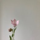 보리플라워스튜디오