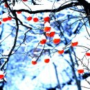 다미부대찌개 이미지