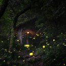 여름밤 이미지