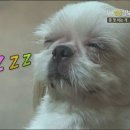복돌이네 이미지