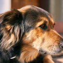 동물병원 공감 이미지