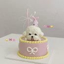 삐야삐야 | 부산 강아지 비숑 케이크 잘 만드는 칸타삐야 케이크 맛집🎂