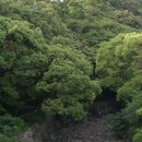 제주 도순리 녹나무 자생지 이미지