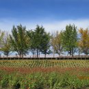 곡교천길 이미지