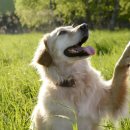대자축산 이미지