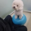 알로하 강아지유치원 호텔 이미지