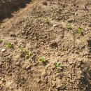 원당농장 이미지