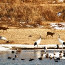 철새탐조대 이미지