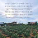 용농장 | 나트랑 무이네 선라이즈 지프투어 용과농장 코스 (성수기/비성수기 차이)