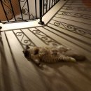 고양이분양 반하나캣 이미지