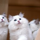 랙돌캐터리 이미지