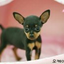 오케이독 이미지