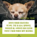 아빠 동물병원 이미지
