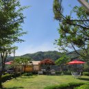 비올레띠 이미지