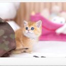 먼치킨 | 청솔먼치킨분양 후기｜짧은 다리 하나로 집안 분위기가 완전히 달라졌어요