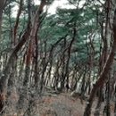 소나무숲 이미지