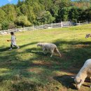 홍천목장 이미지