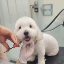 웰니스펫뷰티 이미지