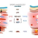 테이핑 및 마사지 이미지