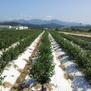 한철농장 이미지