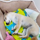 심쿵간식 이미지