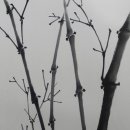 사군자그리기 이미지