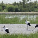 버드랜드 이미지