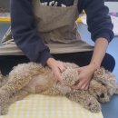 댕바이댕 이미지