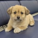 당진시 동물보호소 동물병원 이미지