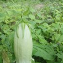 여름의 숲 이미지