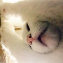 쓰담 이미지