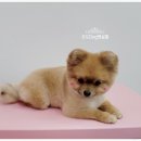 오도DOG 펫살롱 이미지