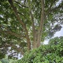 암태 송곡우실 이미지