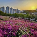 군포철쭉 이미지