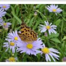 나비모텔 이미지